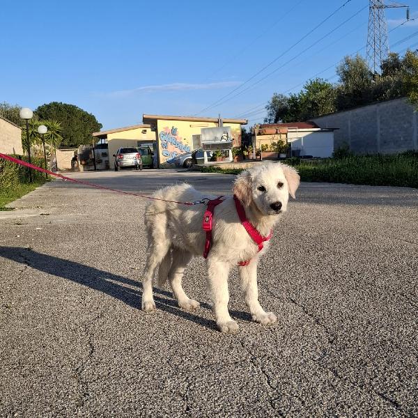 LAVA cucciolona mix maremmana in adozione Foto 8